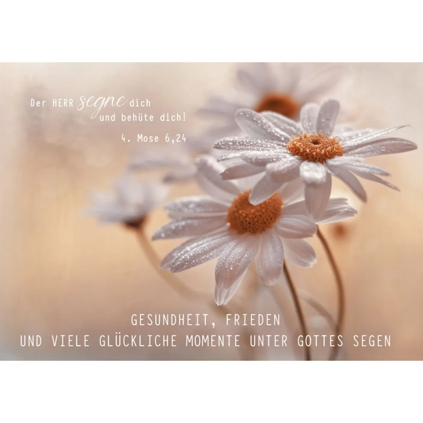 Faltkarte: Gottes Segen (Blume)